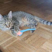 Rhapsodie-adorable chatonne #6