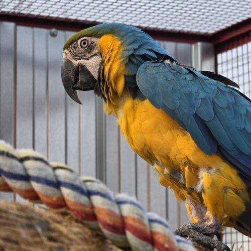 Ara ararauna couple reproducteur