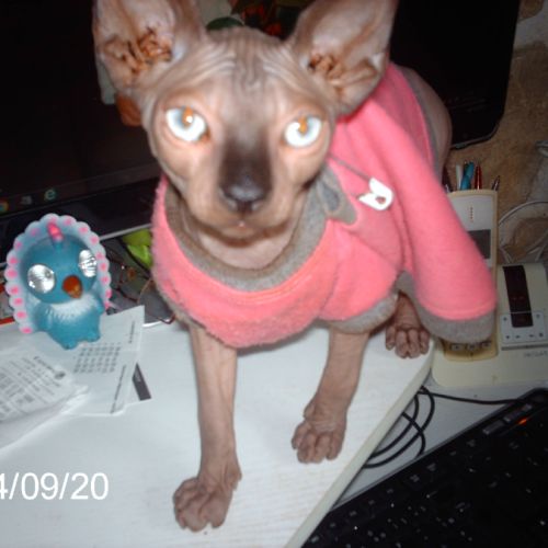 Magnifique sphynx de 2 ans à donner