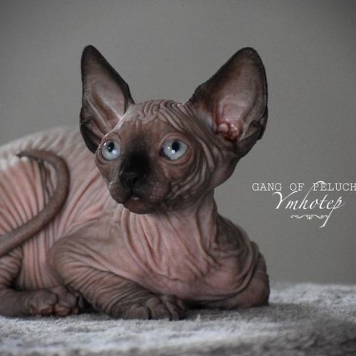 Magnifique sphynx de 2 ans à donner #3