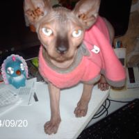 Magnifique sphynx de 2 ans à donner