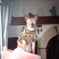 Magnifique sphynx de 2 ans à donner #2