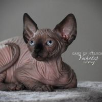 Magnifique sphynx de 2 ans à donner #3