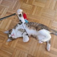 Rintintin- l'ami des humains ! #3