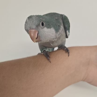 Conure a joue verte