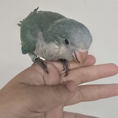 Conure a joue verte #3