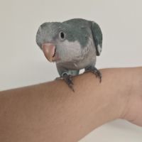 Conure a joue verte #0