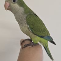 Conure a joue verte #2