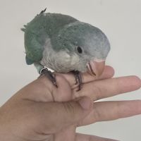 Conure a joue verte #3