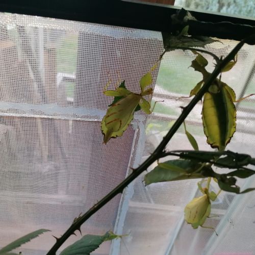Phasmes phylliums philippinicum males femelles #2