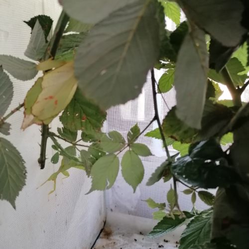 Phasmes phylliums philippinicum males femelles