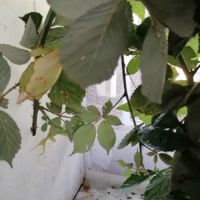 Phasmes phylliums philippinicum males femelles
