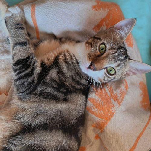 Magda, adorable chaton à l'adoption