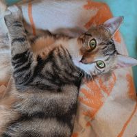 Magda, adorable chaton à l'adoption