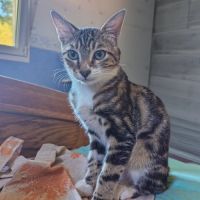Délio, adorable chaton à l'adoption