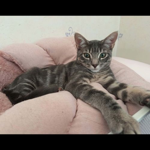 Ghost, adorable chaton à l'adoption