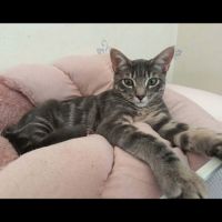 Ghost, adorable chaton à l'adoption