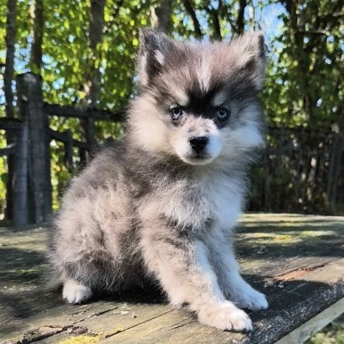 Chiot mâle pomsky dispo de suite #4