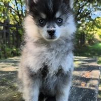 Chiot mâle pomsky dispo de suite #1