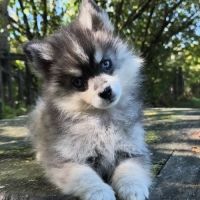 Chiot mâle pomsky dispo de suite