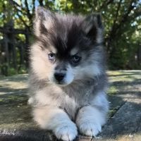 Chiot mâle pomsky dispo de suite #3