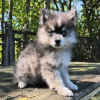 Chiot mâle pomsky dispo de suite #4