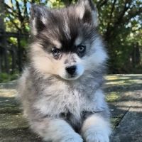 Chiot mâle pomsky dispo de suite #5