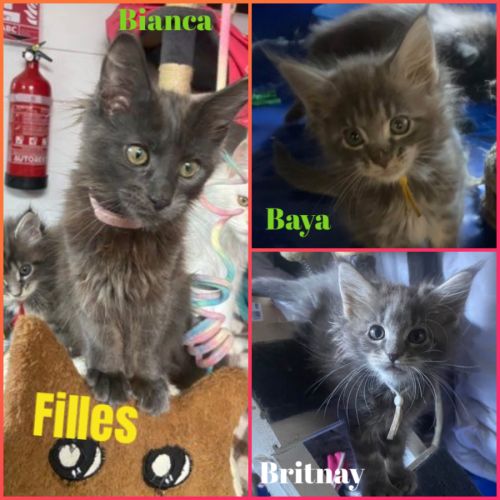 Chaton maine coon disponible #1