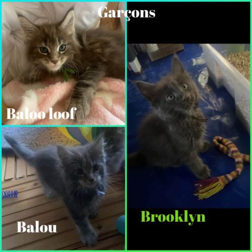 Chaton maine coon disponible #2