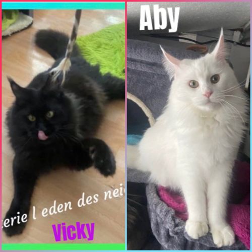 Chaton maine coon disponible #3