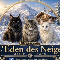 Chaton maine coon disponible #0