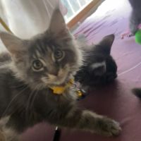 Chaton maine coon disponible l’eden des neiges