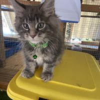 Chaton maine coon disponible l’eden des neiges