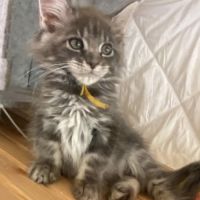 Chaton maine coon disponible l’eden des neiges