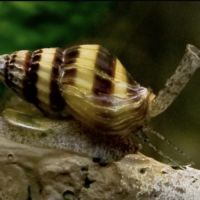 Anentome helena