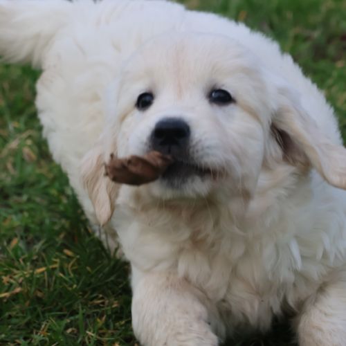 Golden retriever – 8 chiots