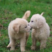 Golden retriever – 8 chiots #1