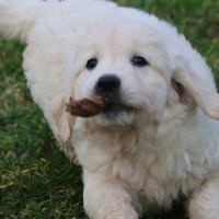 Golden retriever – 8 chiots #0