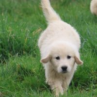 Golden retriever – 8 chiots #3