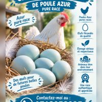 Œufs fécondés azur pure race