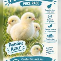 Poussins azur pure race