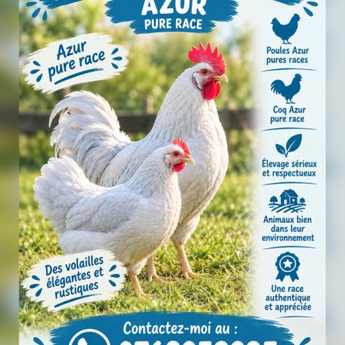 Poules & coqs — azur pure race