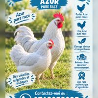 Poules & coqs — azur pure race