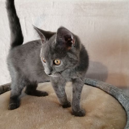 Beau chaton male chartreux loof #1