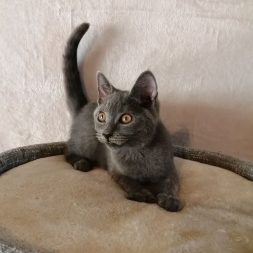 Beau chaton male chartreux loof