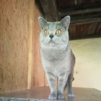 Beau chaton male chartreux loof #3