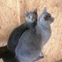 Beau chaton male chartreux loof #4