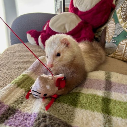 Jeune furet mâle semi angora , adorable
