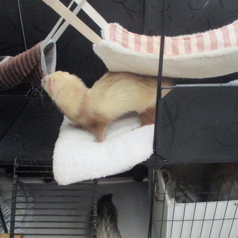 Jeune furet mâle semi angora , adorable #3