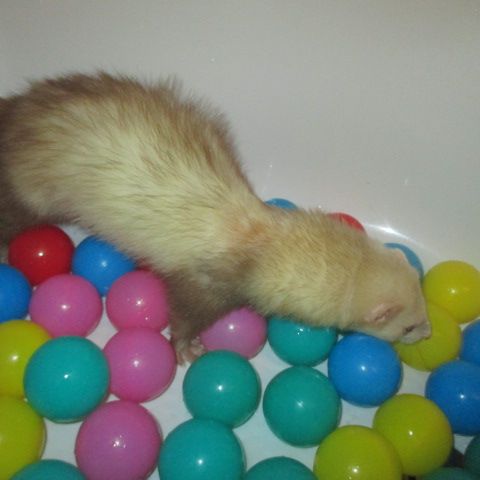 Jeune furet mâle semi angora , adorable #4